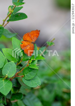カバタテハ 112943017