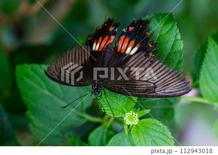 シロオビアゲハ 112943018