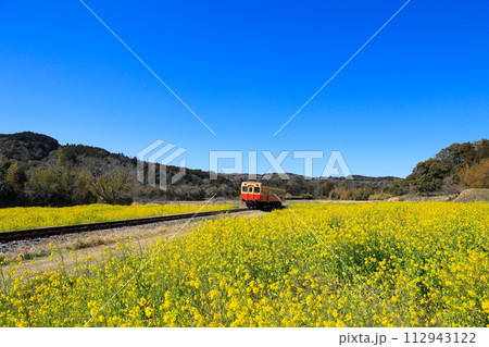 【千葉県市原市】小湊鉄道と菜の花の青空風景 112943122