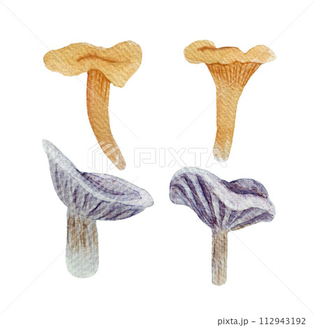 Wild mushroom watercolor set isolated on white. Chanterelle and Collybia nuda Wild mushroom watercolor set isolated on white. Chanterelle and Collybia nuda 112943192