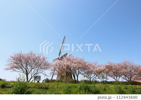 千葉 佐倉 佐倉ふるさと広場 オランダ風車と桜 千葉 佐倉 佐倉ふるさと広場 オランダ風車と桜 112943600
