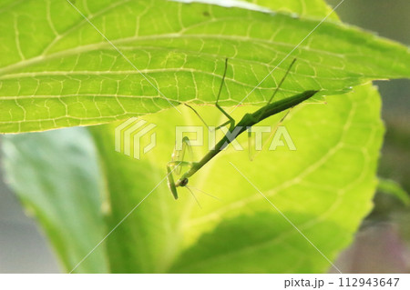 刀を砥ぐカマキリ 刀を砥ぐカマキリ 112943647