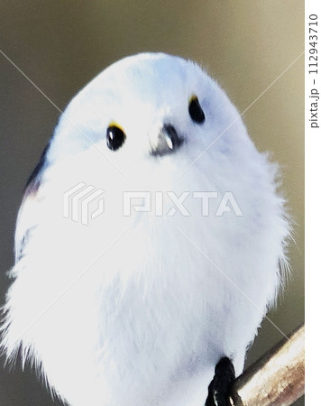 雪の妖精シマエナガ 112943710