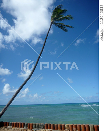 Coconut tree hang over stone wall with waves in shallow ocean waters of Waikiki Coconut tree hang over stone wall with waves in shallow ocean waters of Waikiki 112943832