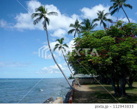 Coconut trees hang over stone path along cliff shore next to shallow ocean waters of Waikiki 112943833