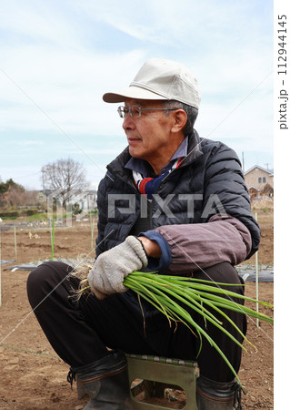 ネギの植え付け作業をするシニア 112944145