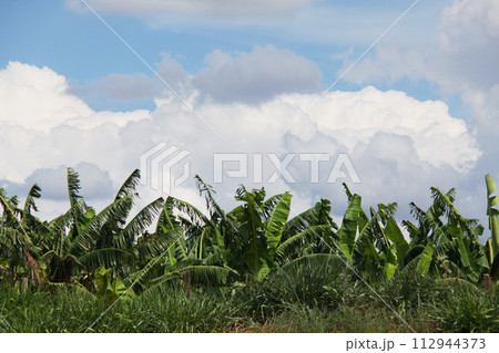 サンパウロ州の夏の雲と青空とバナナの葉 ブラジル サンパウロ州の夏の雲と青空とバナナの葉 ブラジル 112944373