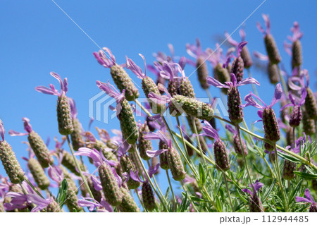 花がつく前のストエカス系フレンチラベンダー  112944485