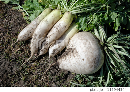 畑で収穫した大根のイメージ 112944544
