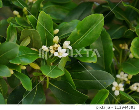 シークワーサ 112944593