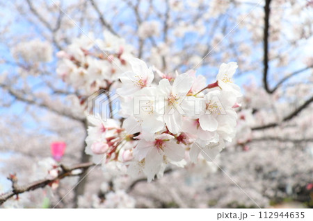 桜の花 112944635