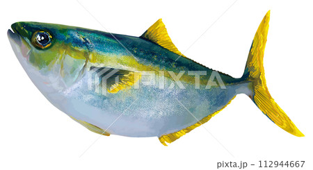 大きな目、大きく丸いブリ・ヒラマサの鮮魚切り抜きイラスト。 112944667