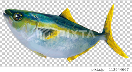 大きな目、大きく丸いブリ・ヒラマサの鮮魚切り抜きイラスト。 112944667