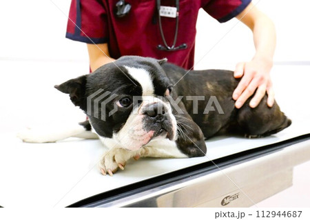 診察台に伏せて受診するボストンテリアのマイティ君♡ 112944687