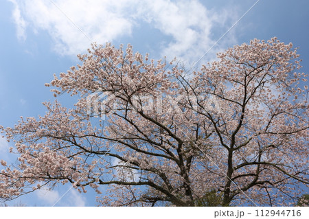 見頃を迎えた満開のソメイヨシノ Someiyoshino cherry full bloom 見頃を迎えた満開のソメイヨシノ Someiyoshino cherry full bloom 112944716
