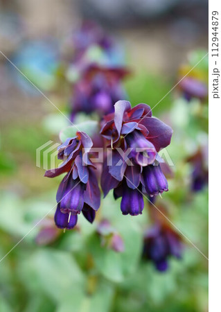 6598　セリンセ・マヨール 112944879