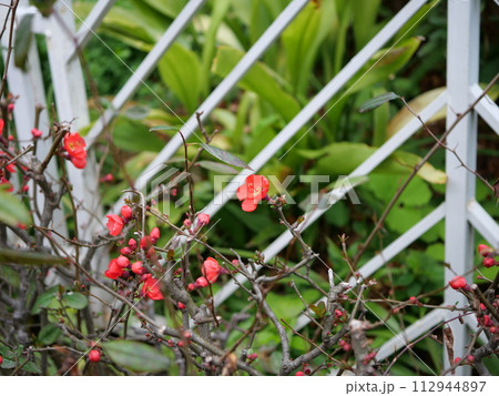 ボケの花と蕾 112944897