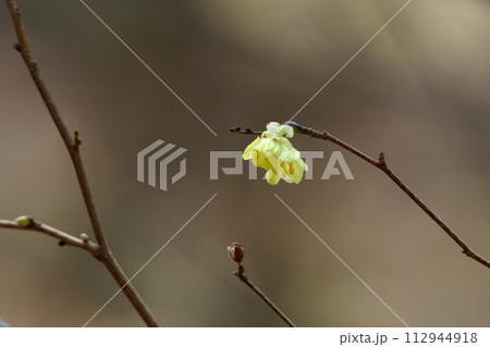 早春の花 ミズキ科サンシュユの黄色い花 早春の花 ミズキ科サンシュユの黄色い花 112944918