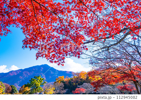 京都 宝ヶ池公園の紅葉と比叡山 112945082