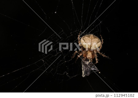 生き物　蜘蛛　ヘリジロオニグモ、南方系の小さ目のオニグモ。色柄は色々ですが薄い色が多いかな？ 112945102