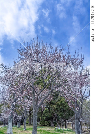 青空バックに見る見頃のベニバスモモの花 青空バックに見る見頃のベニバスモモの花 112945216