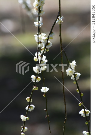 バラ科サクラ属の白梅開花　 112945350