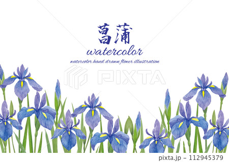 水彩手書きの青い菖蒲の花の背景のイラスト素材 [112945379] - PIXTA