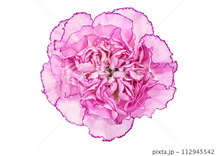 【カーネーション】 (深度合成) 112945542