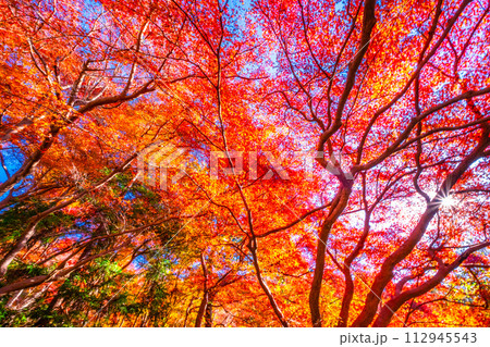 京都 八瀬の紅葉 112945543