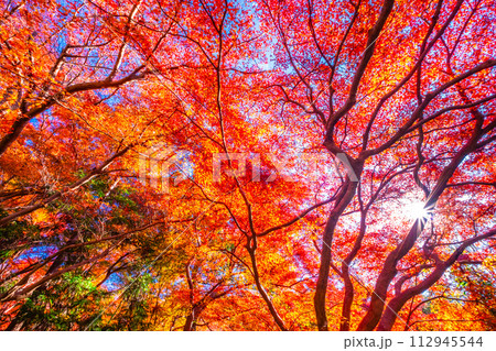 京都 八瀬の紅葉 112945544