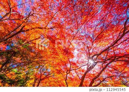 京都 八瀬の紅葉 112945545