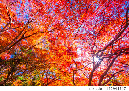 京都 八瀬の紅葉 112945547