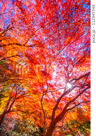 京都 八瀬の紅葉 京都 八瀬の紅葉 112945548