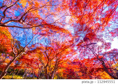 京都 八瀬の紅葉 京都 八瀬の紅葉 112945551