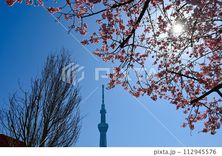 東京スカイツリー 桜 春 東京スカイツリー 桜 春 112945576