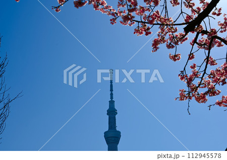 東京スカイツリー 桜 春 東京スカイツリー 桜 春 112945578