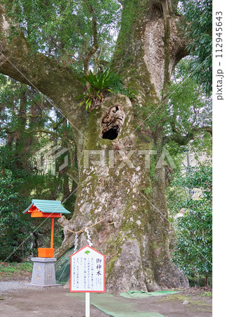 大汝牟遅神社の美しい御神木 112945643