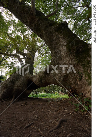複雑な形の巨大な木 112945650