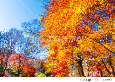 京都 八瀬の紅葉 京都 八瀬の紅葉 112945661