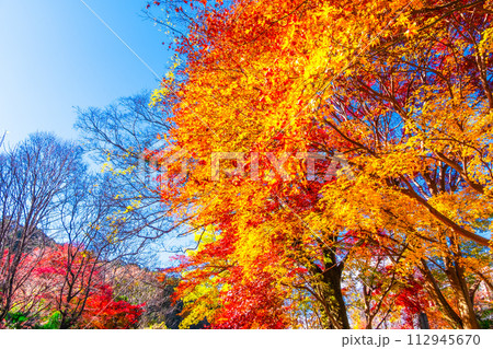 京都 八瀬の紅葉 112945670
