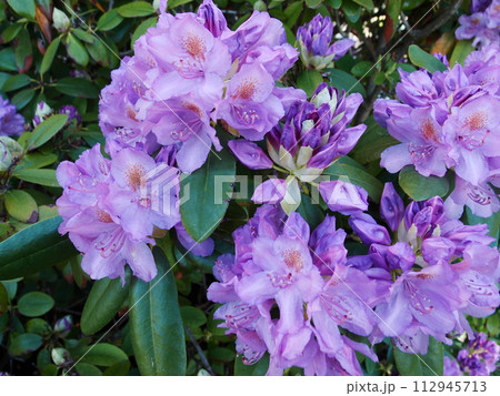 Closeup photo of a beautiful pink Pink Rhododendron Closeup photo of a beautiful pink Pink Rhododendron 112945713