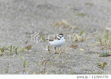 シロチドリ 112945770