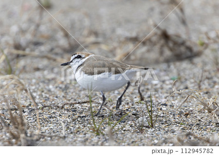 シロチドリ 112945782