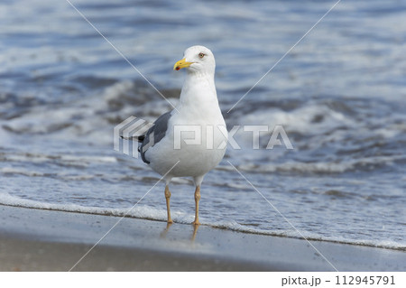 タイミルセグロカモメ 112945791