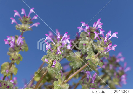 ホトケノザ 112945808