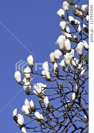 青空に映える白木蓮 112945995