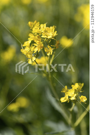 ワサビナの花 112946159