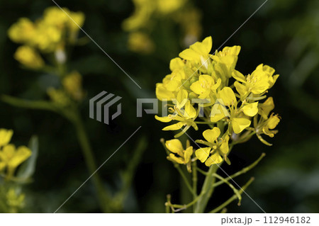ワサビナの花 112946182