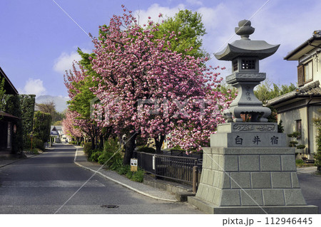白井宿石塔と八重桜2 112946445