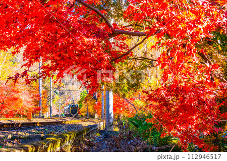 京都 八瀬の紅葉と叡山電鉄 112946517